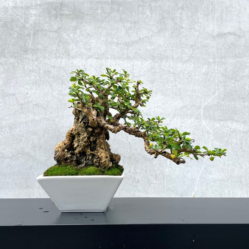 小品盆栽-福建茶 付石 盆景 - 植栽/盆栽 - 植物．花 