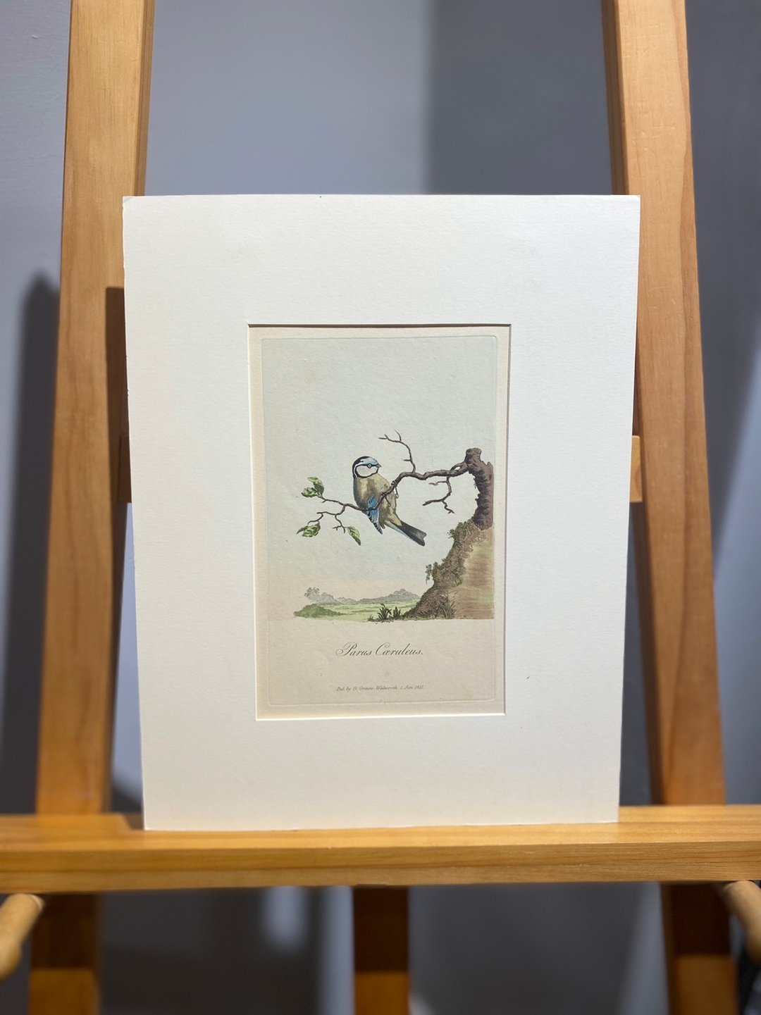 1811年George Graves英国鸟类学-蓝山雀-蚀刻版画手绘上色Etching - 海报/装饰画/版画 - 纸 蓝色