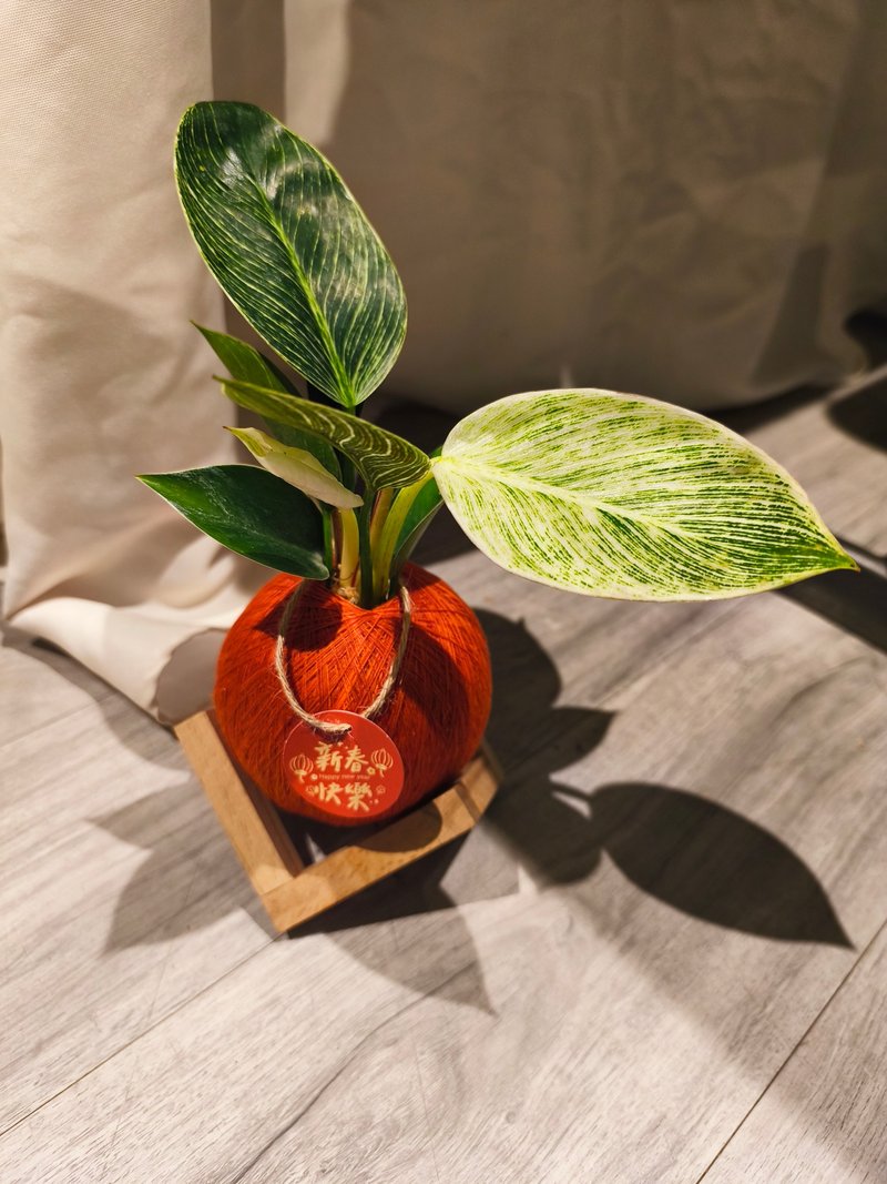 开运苔球 室内植物/居家摆设/开工摆设/办公室植物/礼物 - 植栽/盆栽 - 其他材质 