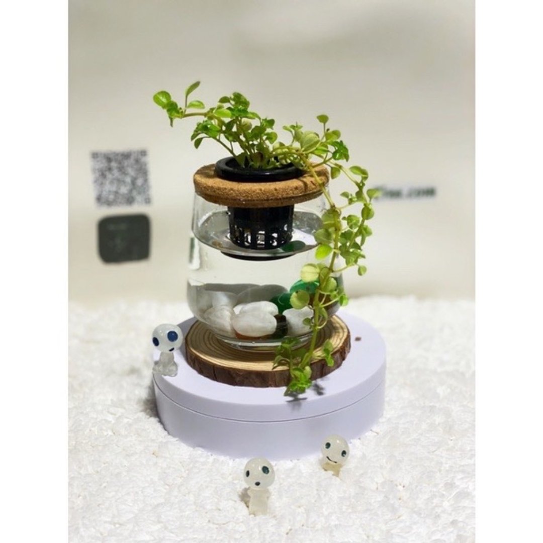 蕨美植栽 室内网美植栽水耕植栽-婴儿的眼泪+弧形透明玻璃瓶 - 植栽/盆栽 - 植物．花 