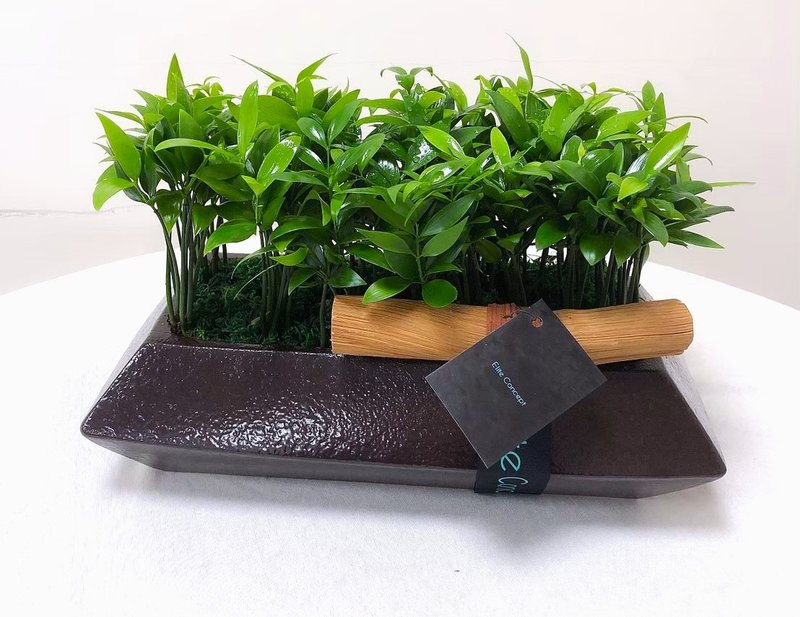 绿境竹柏 | 桌上盆栽 - 植栽/盆栽 - 植物．花 绿色