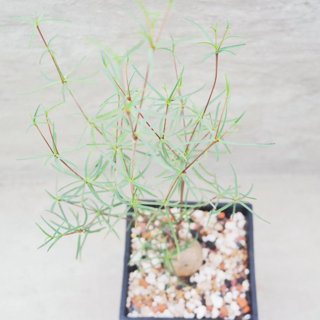 【豆豆多肉】【柳叶麒麟】乔迁│送礼│升迁│多肉植物 - 植栽/盆栽 - 植物．花 