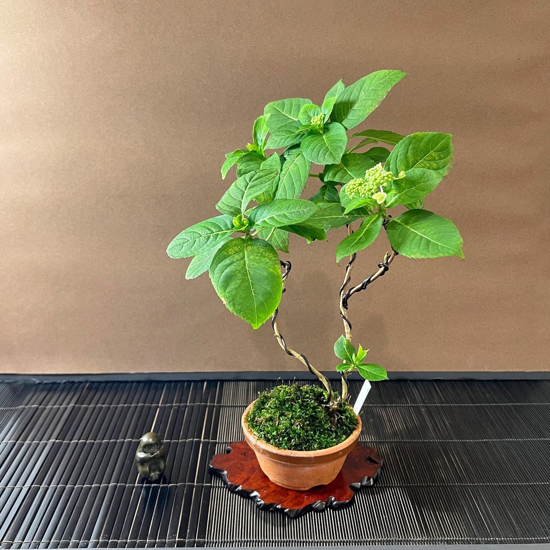 日本山紫阳花∣屋久岛甘茶 山野草盆栽开花中 - 植栽/盆栽 - 陶 
