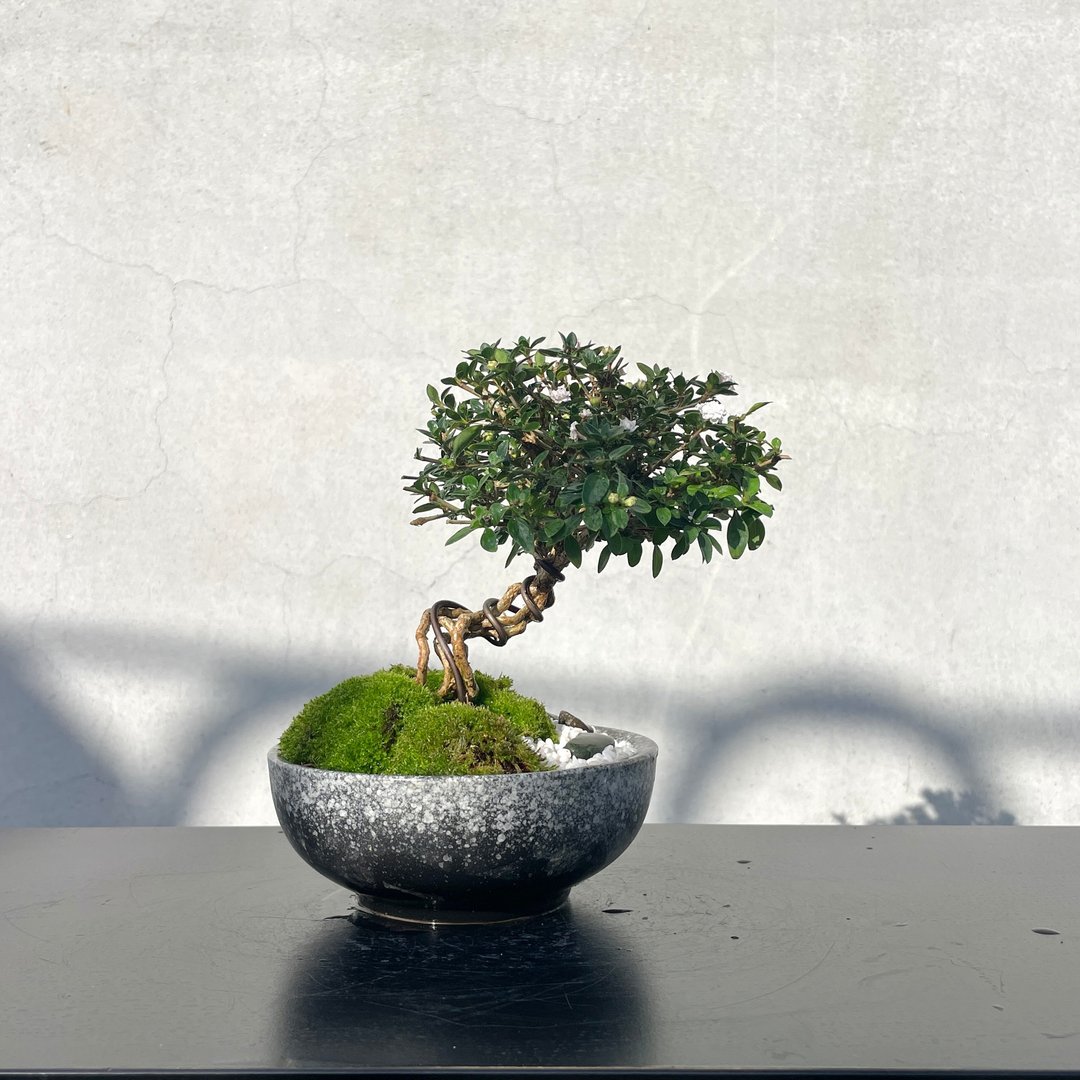 小品盆栽- 日本玫瑰香丁木 - 植栽/盆栽 - 植物．花 