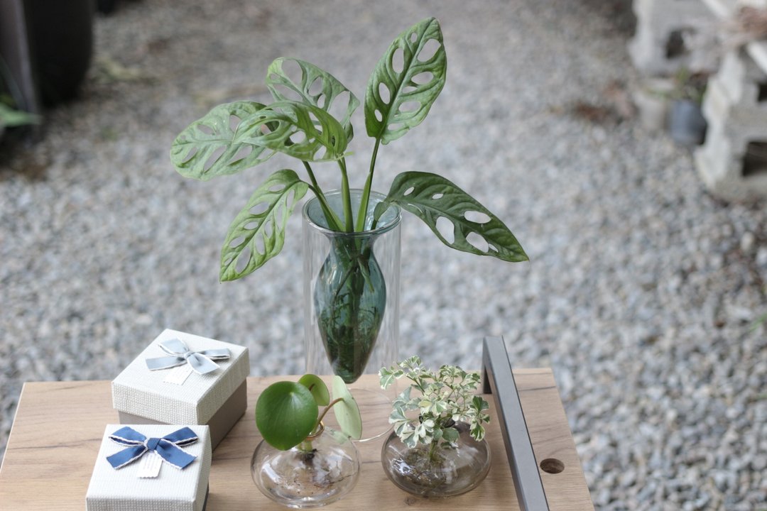 水培植栽│窗孔龟背芋_室内植物 办公室盆栽 店内摆设 送礼 - 植栽/盆栽 - 玻璃 