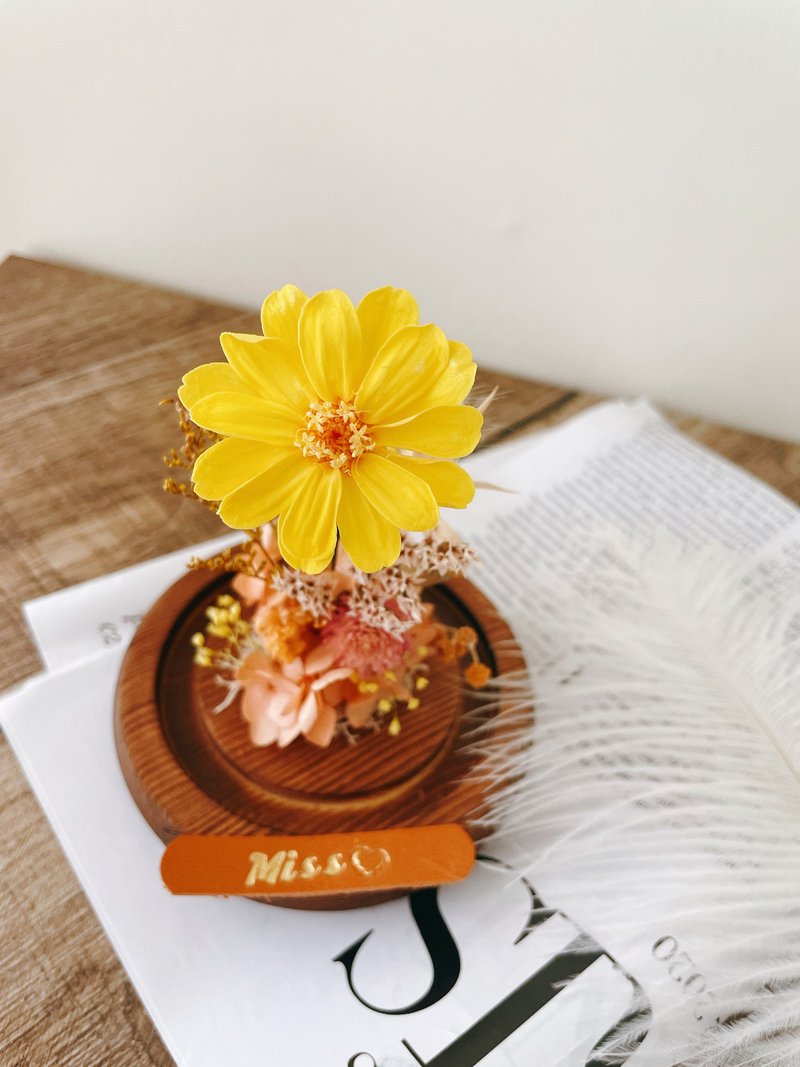 Miss。花谜 百日菊 玻璃罩 玻璃盅 永生花 干燥花 - 干燥花/捧花 - 植物．花 多色