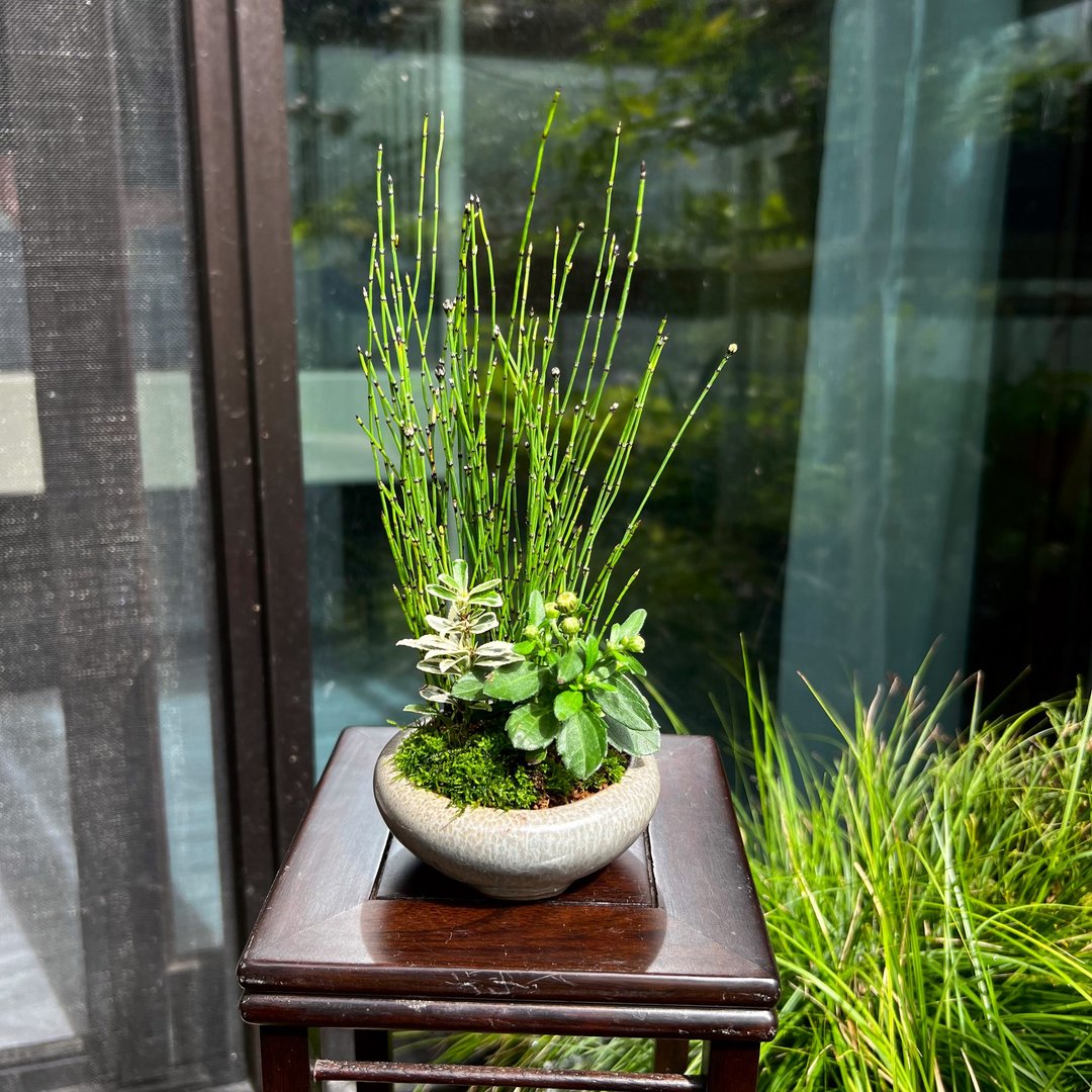 日本姬菊∣迷你山野草 - 植栽/盆栽 - 陶 