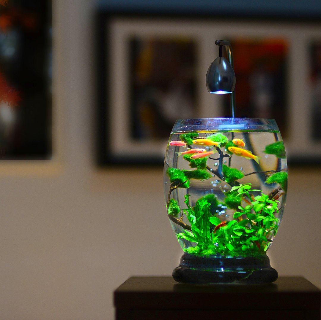 新手友善、开箱即用/生态瓶【绿野琉光造景系列 - 绿丝绒款】 - 其他 - 玻璃 银色