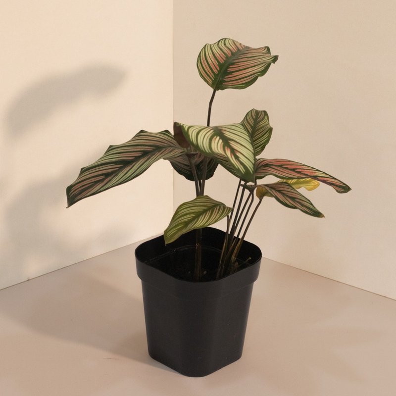 Calathea whitest 斜纹 _室内植栽 - 植栽/盆栽 - 植物．花 