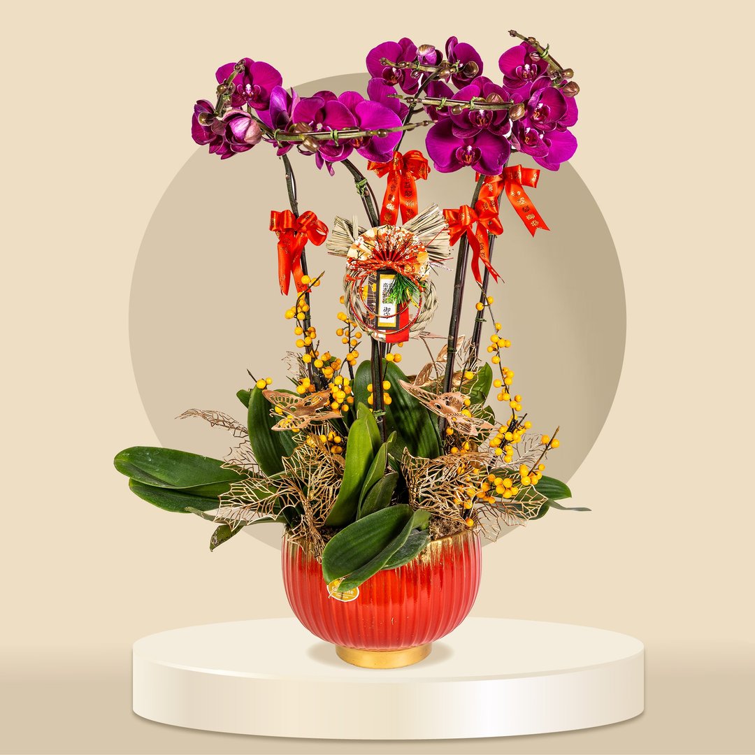 大辣椒蝴蝶兰5棵 (GF00058) 兰花 新春兰花 年花 自家兰花园种植 - 植栽/盆栽 - 植物．花 