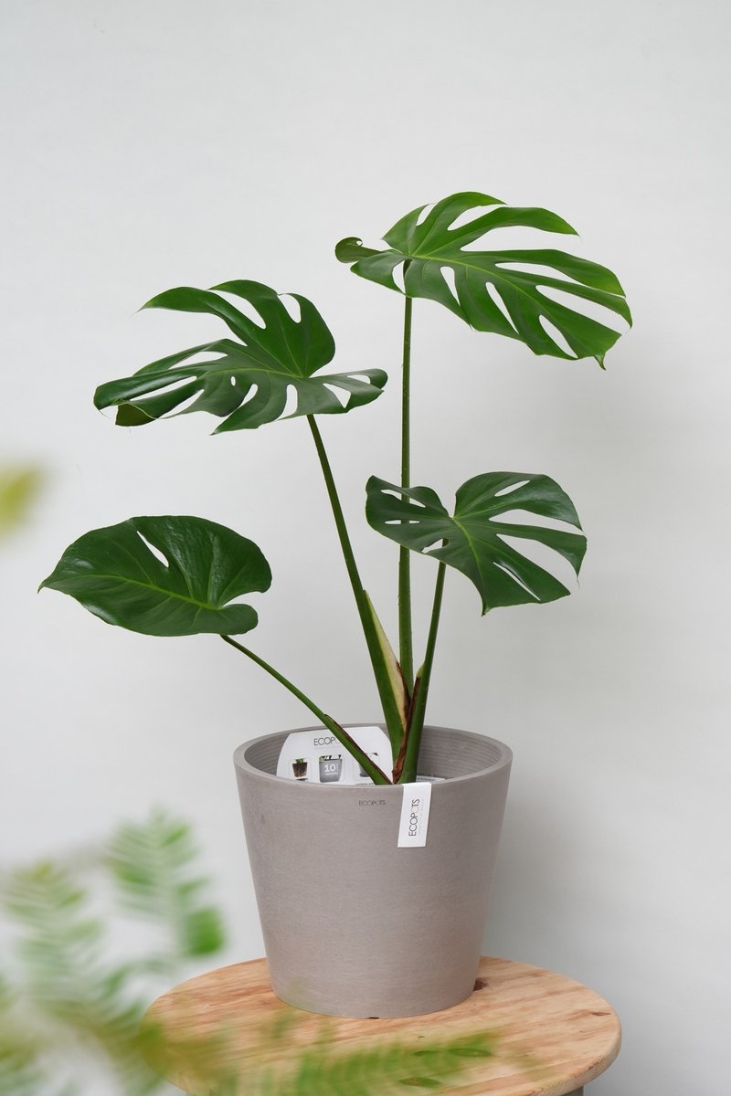 龟背芋│有植 Yuzhi - 植栽/盆栽 - 植物．花 