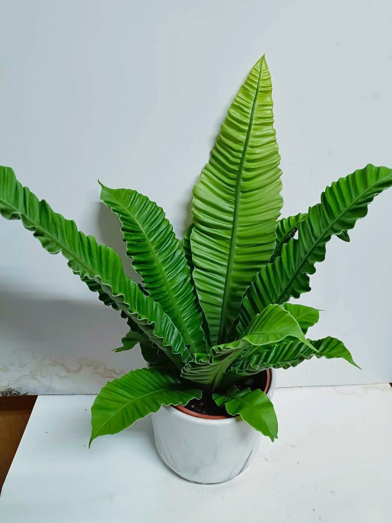 【老板必推】严选银翼山苏 桌上型盆栽 送礼自用摆设 - 植栽/盆栽 - 陶 