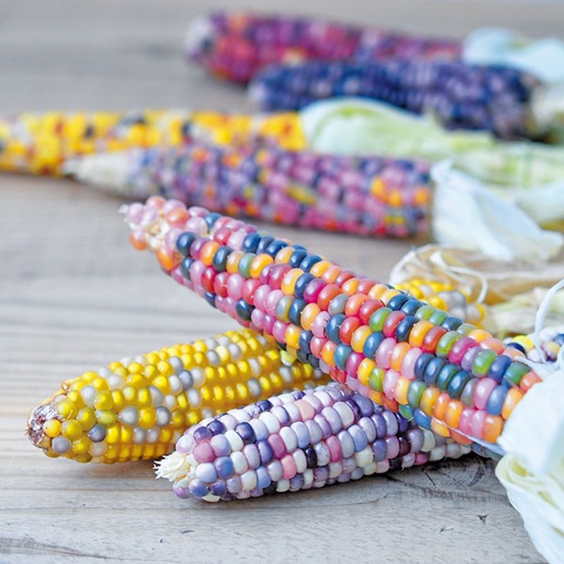 【轻微盒损出清】RAINBOW CORN 观赏用栽培套组 / 彩虹玉米 - 植栽/盆栽 - 纸 多色
