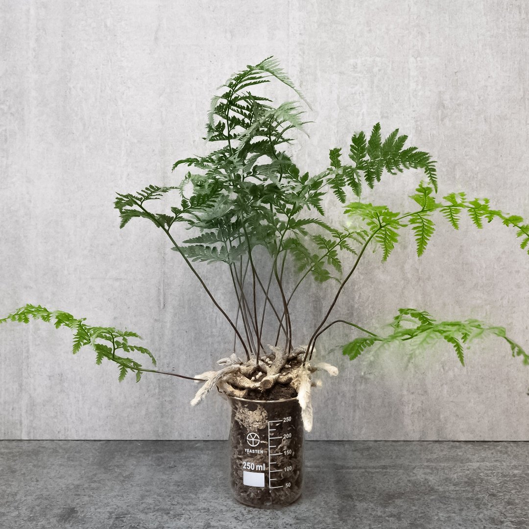 冲出烧杯的兔脚厥 - 植栽/盆栽 - 植物．花 绿色