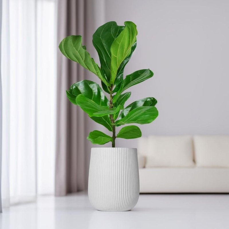 琴叶榕水泥盆栽 大盆栽 直条湛白圆盆 落地盆栽礼 北欧极简 植栽 - 植栽/盆栽 - 植物．花 
