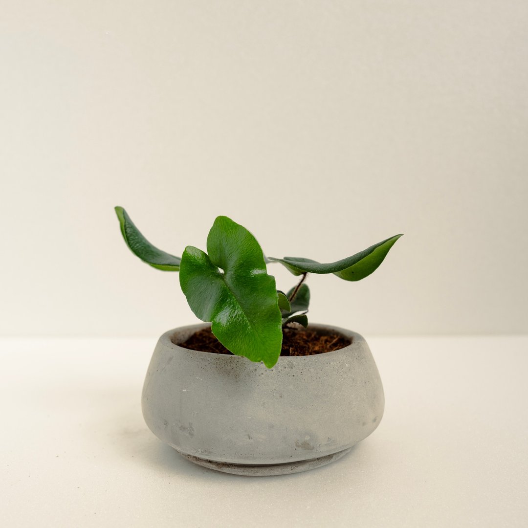 心叶蕨│泥作系列│福所栽 - 植栽/盆栽 - 水泥 绿色