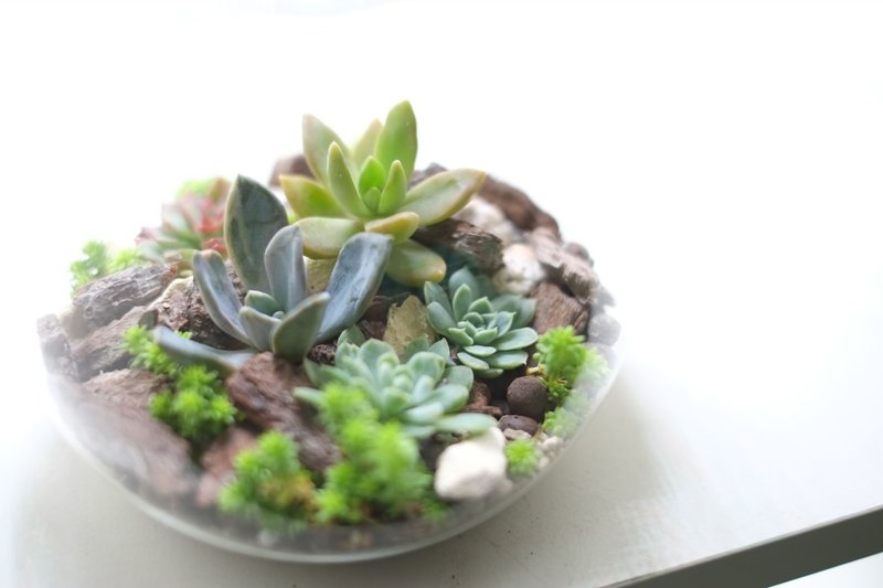 LED玻璃微景-多肉组盆生态瓶 居家 夜灯 - 灯具/灯饰 - 玻璃 多色