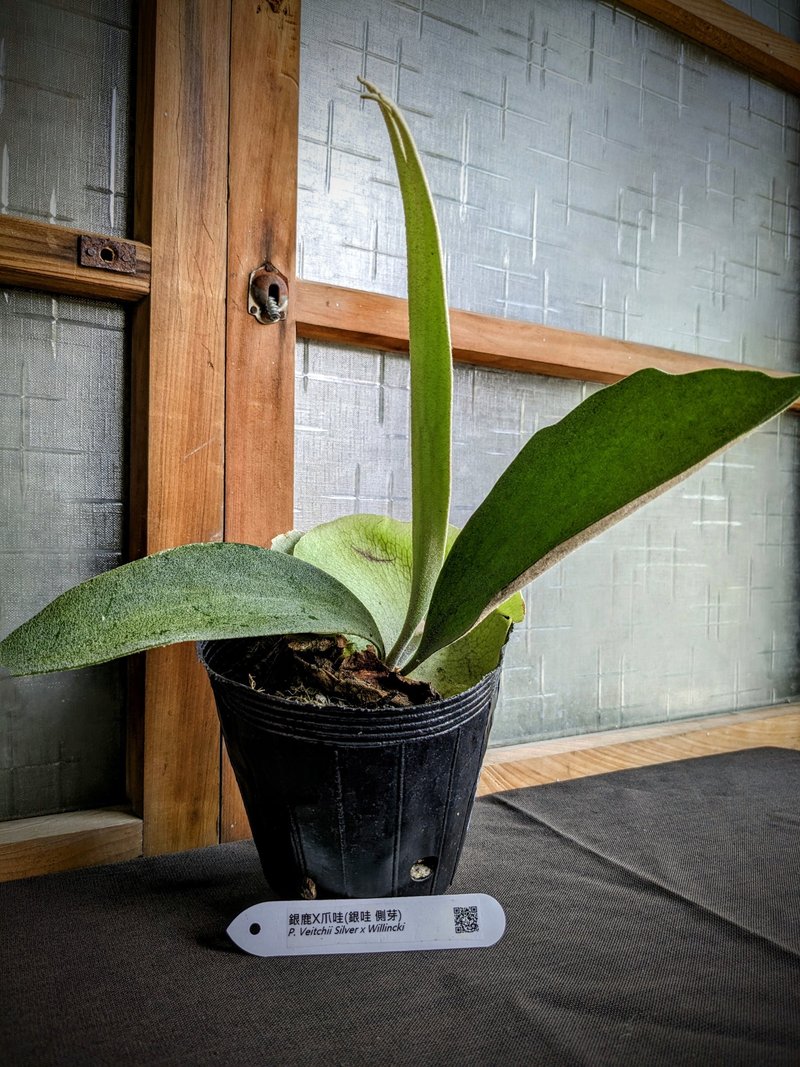 银哇鹿角蕨P.Veitchii Silver × Willinckii(银鹿×爪哇) - 植栽/盆栽 - 植物．花 绿色