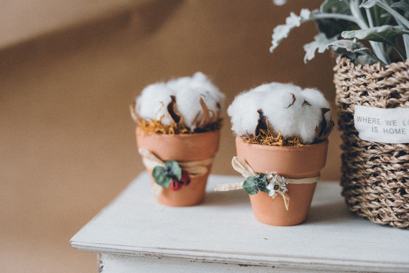 {Fleurir朵朵时光} 轻轻的一个吻，棉花糖小品，干燥花/婚礼小物/交换礼物/开幕花礼 - 植栽/盆栽 - 植物．花 白色