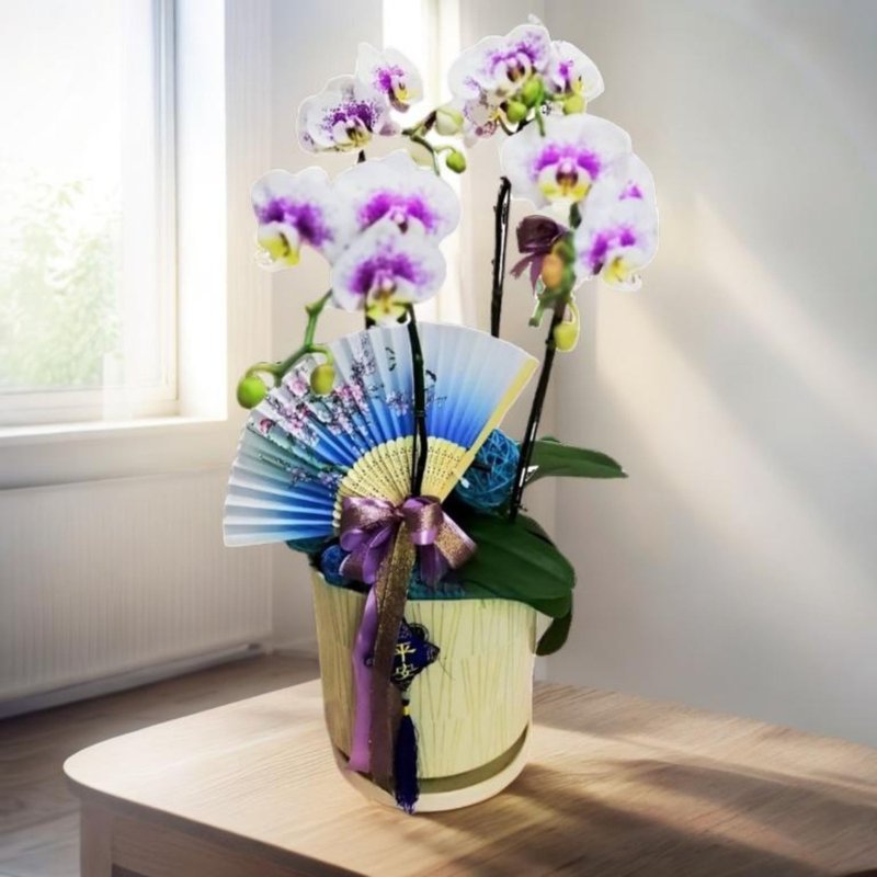 格兰花店 - 五福临门 大花蝴蝶兰5棵 (GF00025) - 植栽/盆栽 - 植物．花 