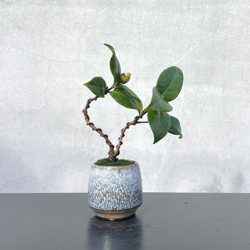 小品盆栽-茶花 送礼 开幕 - 植栽/盆栽 - 植物．花 