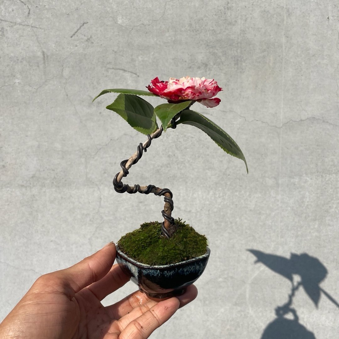 小品盆栽 - 茶花 送礼 开幕 - 植栽/盆栽 - 植物．花 