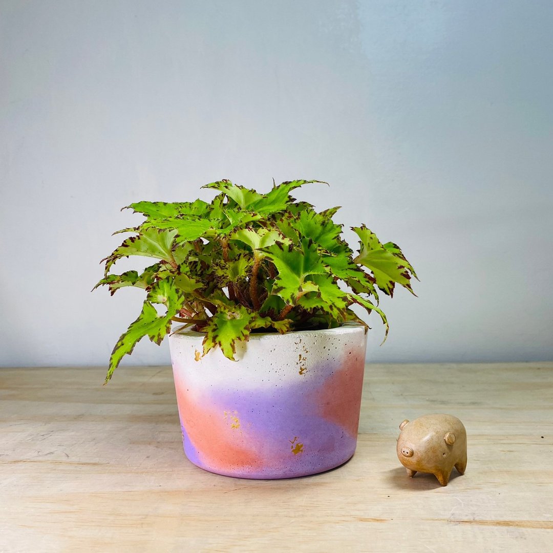 限量单品 手作厚实单品梦幻渐层红紫色水泥盆 - 植栽/盆栽 - 水泥 多色
