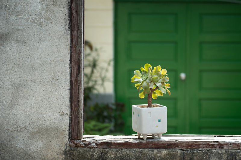 水泥器皿 / 三房两厅小公寓 - 植栽/盆栽 - 水泥 灰色