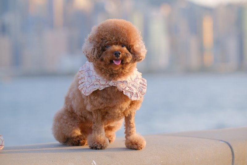 线形蝴蝶 斗篷cut - 绑绳款 - 项圈/牵绳 - 棉．麻 