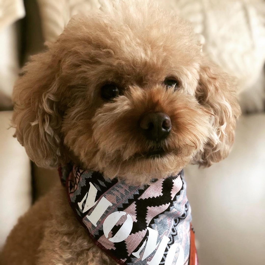 LAVENDER 领巾 DOG BANDANA - 项圈/牵绳 - 棉．麻 多色