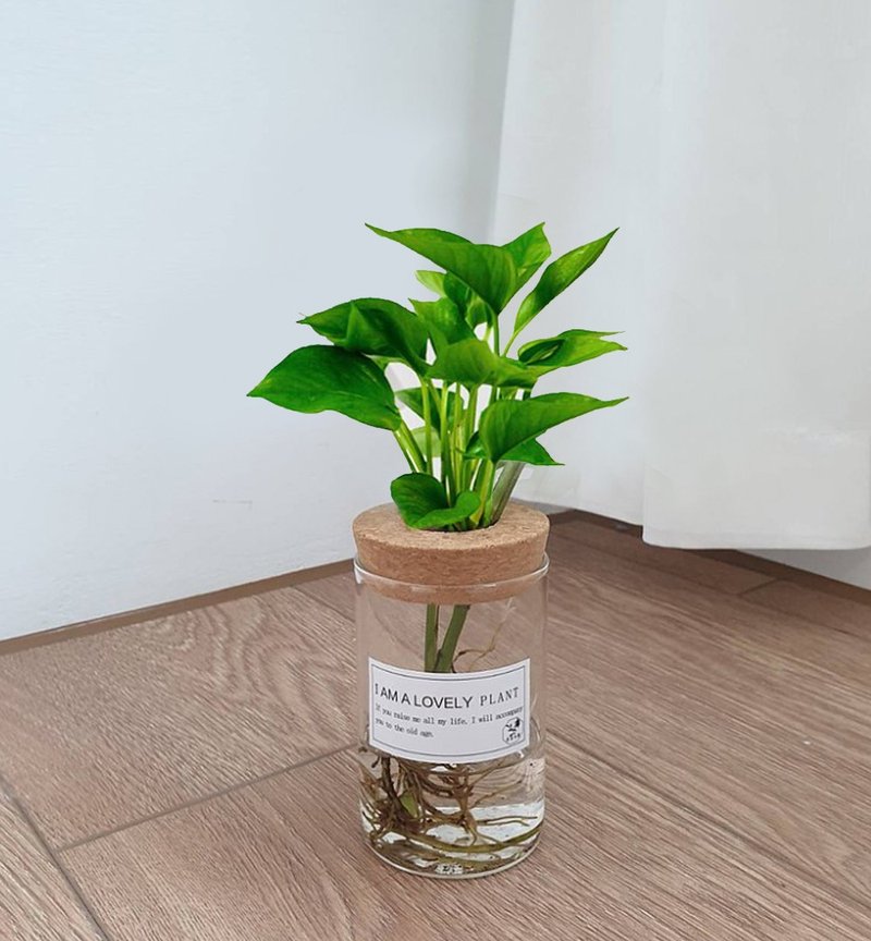 植栽 室内盆栽 黄金葛 水耕植物 - 植栽/盆栽 - 玻璃 绿色