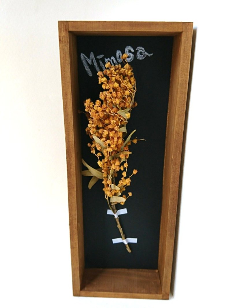 Plant specimen box dry flower (mimosa version.) - 墙贴/壁贴 - 木头 黄色