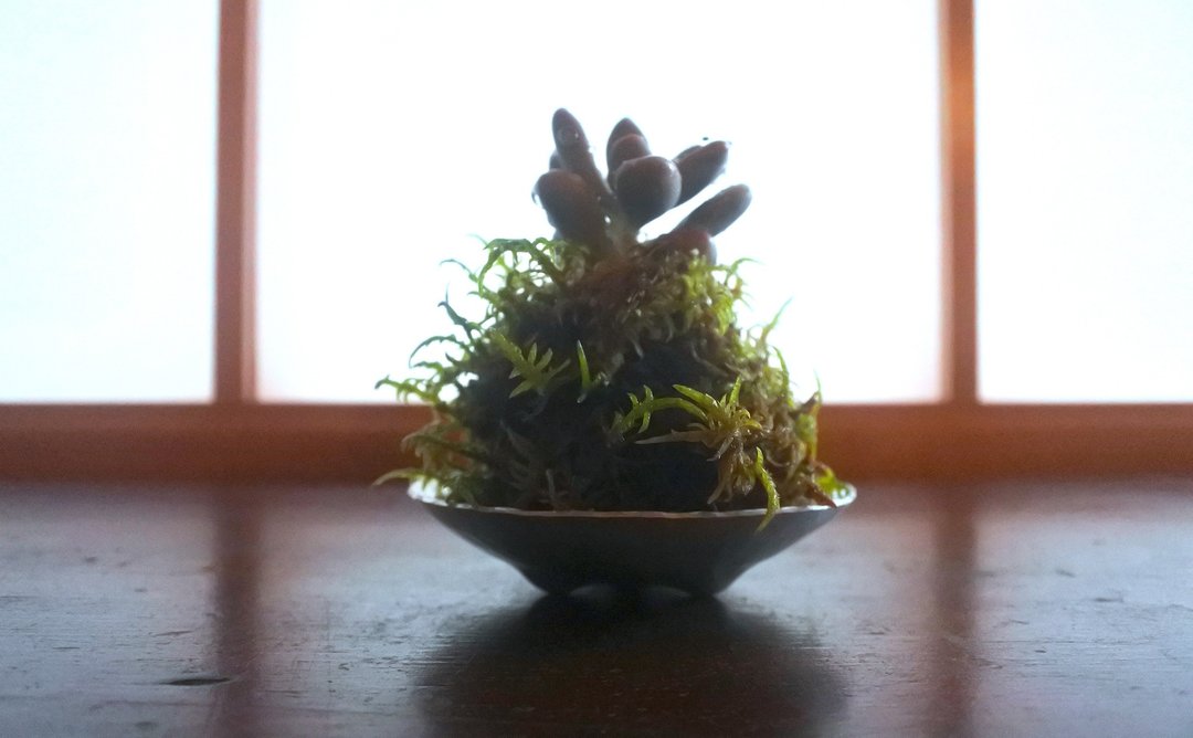 多肉苔球植钵    日式锻金体验课 - 植栽 - 其他金属 