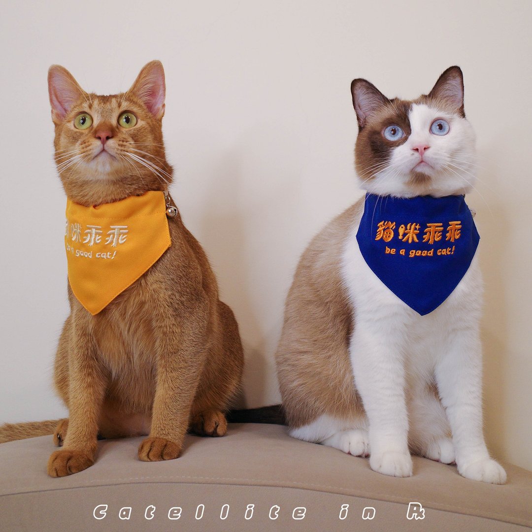 猫星逆行 - 戴了就乖乖领巾 - 订制抱枕/饰品 - 棉 橘色