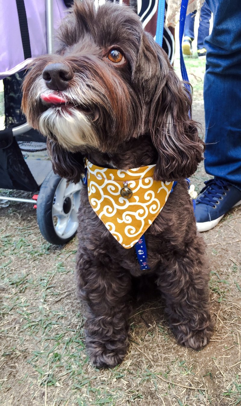 唐草纹三角巾项圈 黄色  猫咪 狗狗  S size - 项圈/牵绳 - 棉．麻 黄色