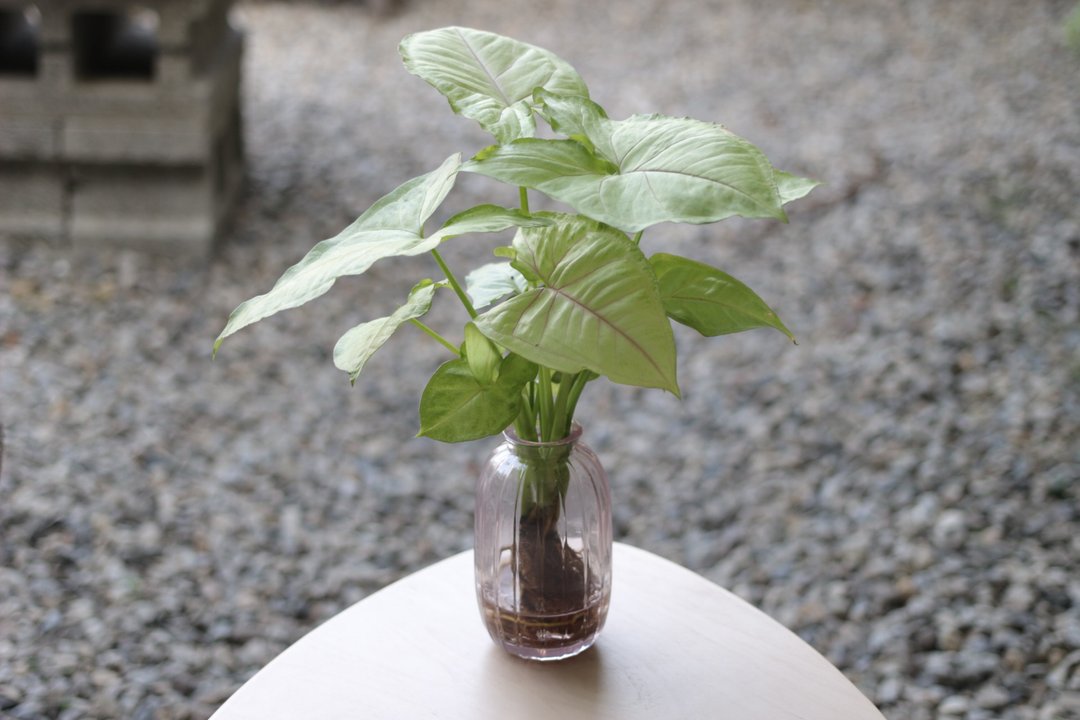 水培植栽│金玉合果芋_室内植物 吹制玻璃  淡粉 - 植栽/盆栽 - 玻璃 