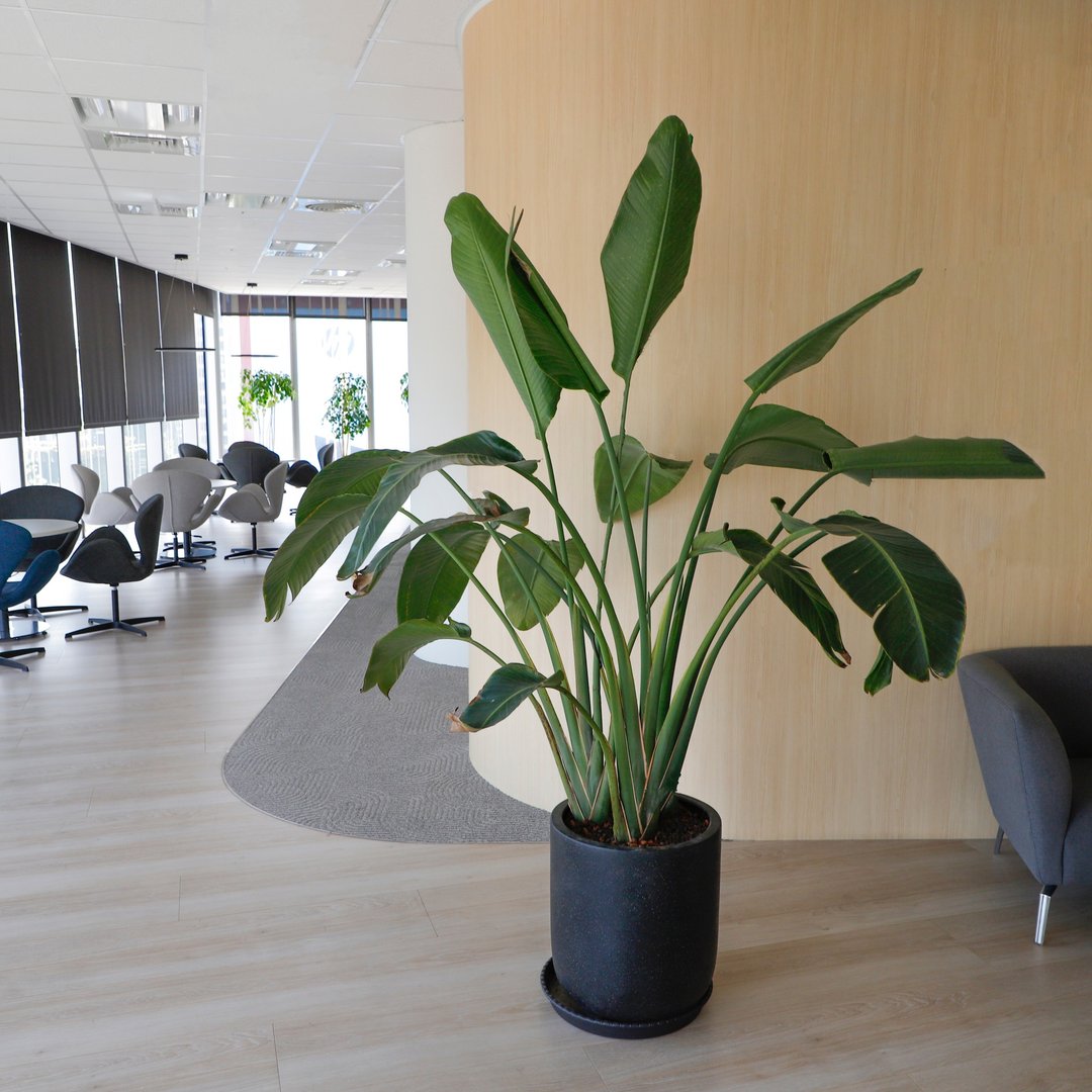 【室内盆栽】天堂鸟盆栽 观叶植物 开幕盆栽 室内盆栽 办公室盆栽 - 植栽/盆栽 - 植物．花 绿色
