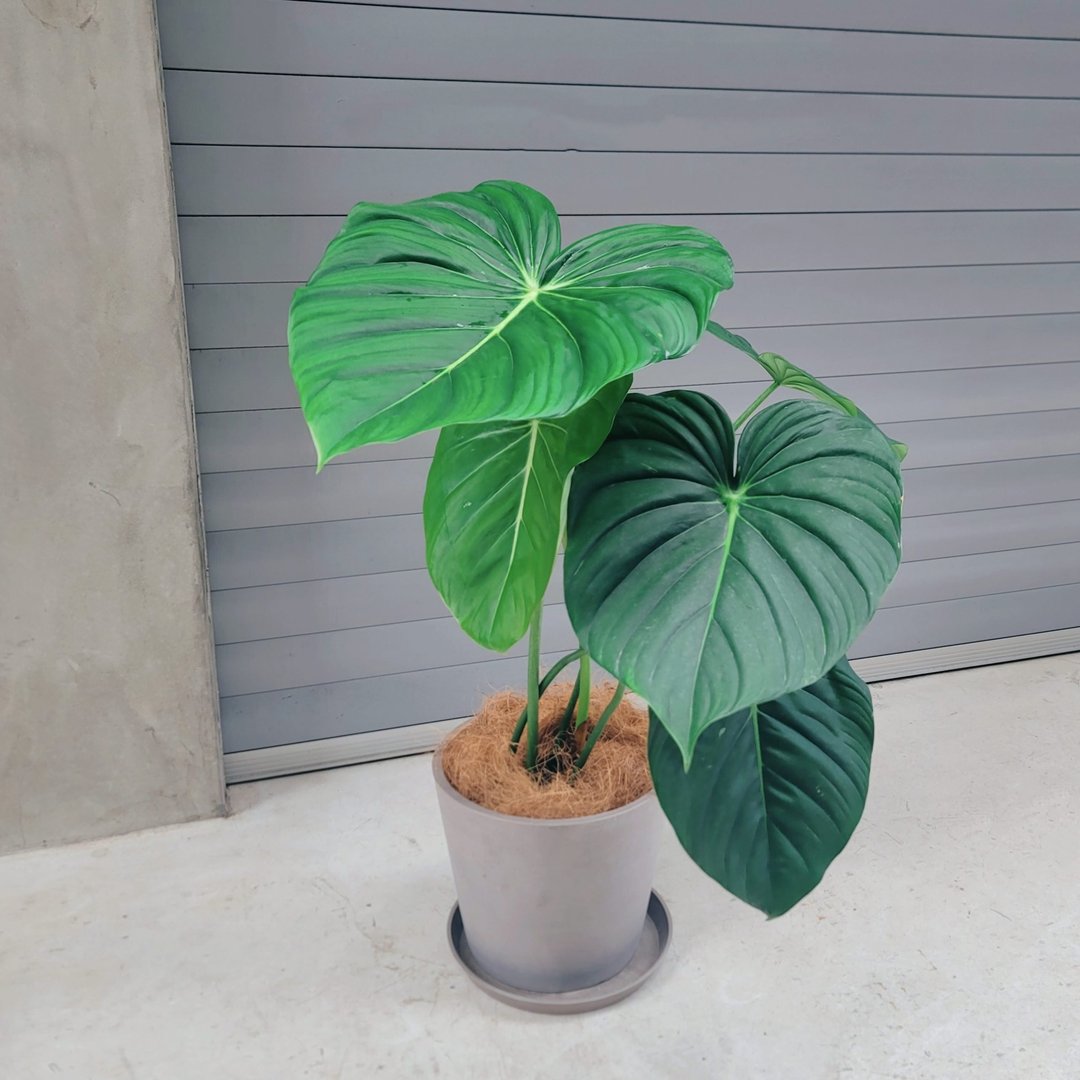 2024限定梦幻逸品-大麦克蔓绿绒 - 植栽/盆栽 - 植物．花 