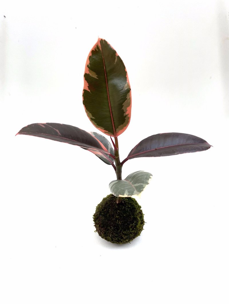 让爸爸男友称奇的情人节礼物 刚柔并重 迷彩橡树苔果 - 植栽/盆栽 - 植物．花 