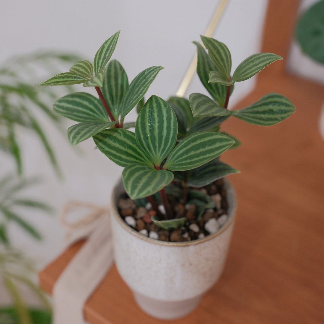白脉椒草 - 植栽/盆栽 - 植物．花 