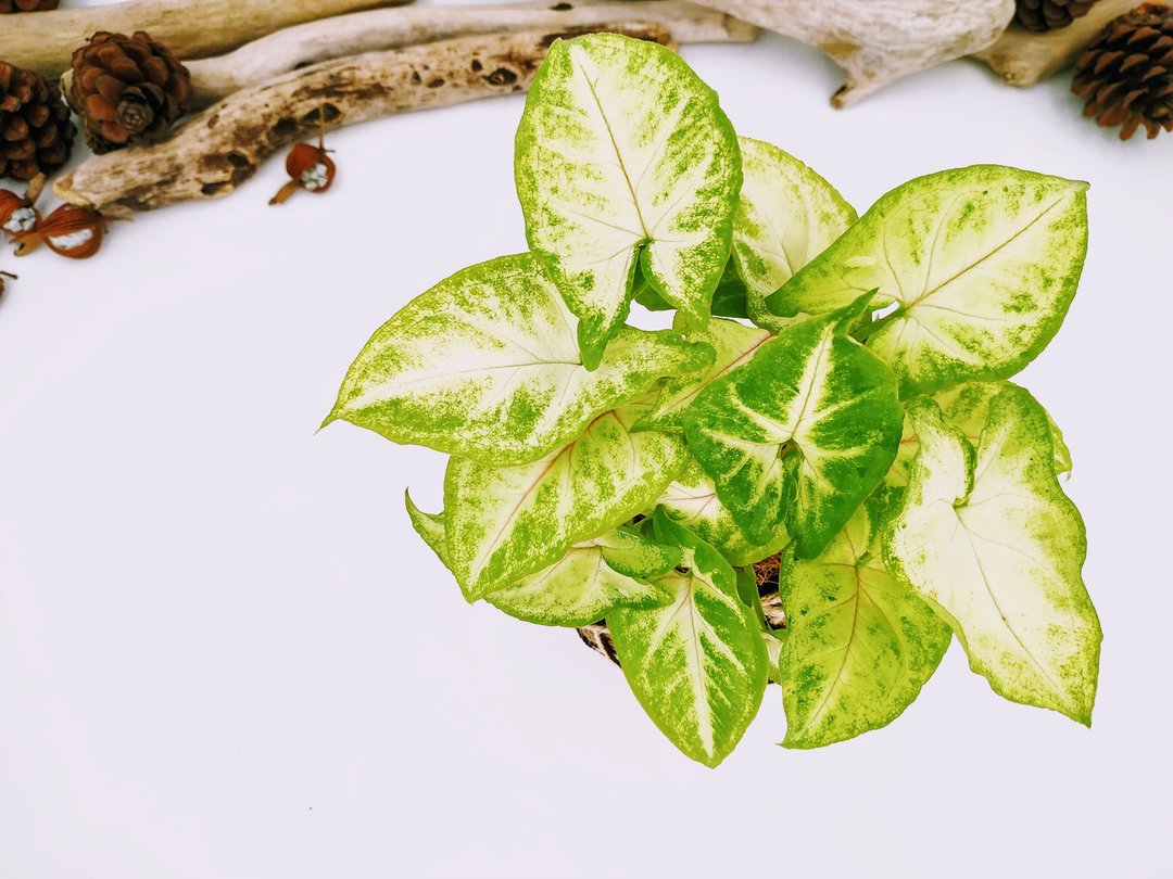 金玉合果芋苔球│板植│室内植物│窗边植物│观叶植物 - 植栽/盆栽 - 植物．花 黄色