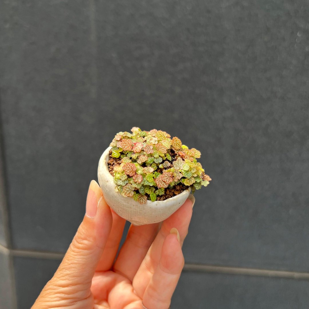 日本极姬虎耳草∣讨喜疗愈豆盆栽 微光植物 - 植栽/盆栽 - 陶 