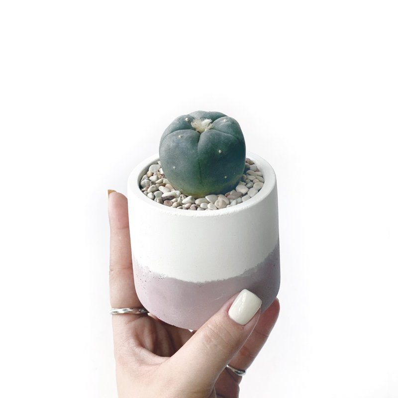 (现货) 莫兰迪粉系列 | 乌羽玉仙人掌 圆形双色水泥仙人掌植栽 - 植栽/盆栽 - 植物．花 粉红色