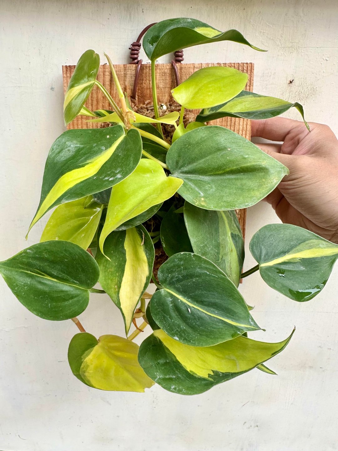 【斑叶桃心蔓】开幕送礼 开幕 上板植物 观叶植物 室内植物 - 植栽/盆栽 - 植物．花 