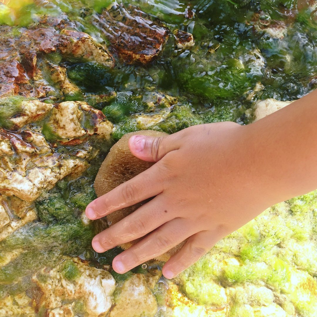 希腊天然海绵  无漂白  来自地中海天然海绵 - 沐浴用品 - 海绵 咖啡色