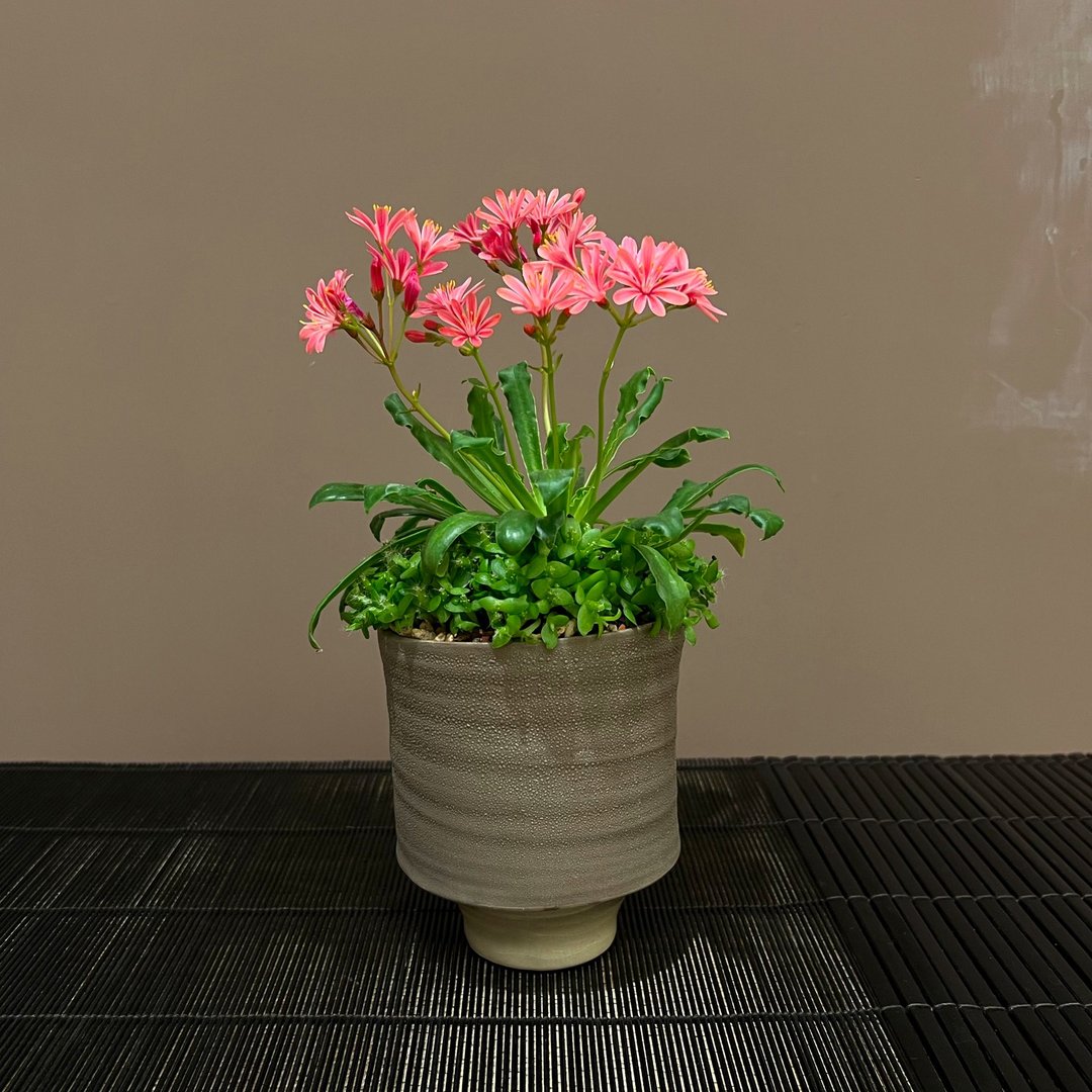露薇花 绿钻∣多肉梦幻花卉 新春盆栽 - 植栽/盆栽 - 陶 