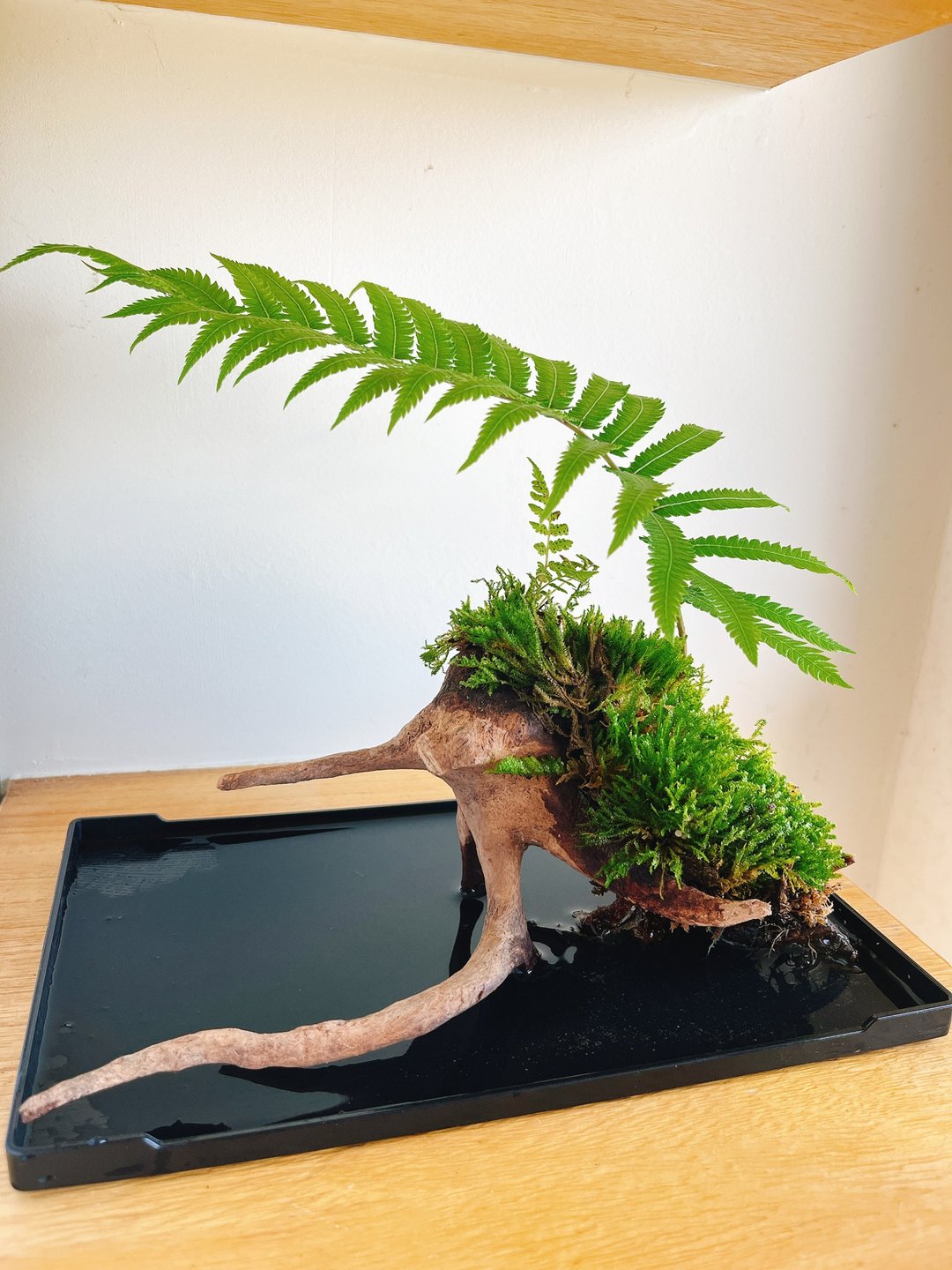 纯自然 蕨类造景 禅 树枝 蕨 盆栽 摆饰 送礼 potted plants - 植栽/盆栽 - 植物．花 绿色