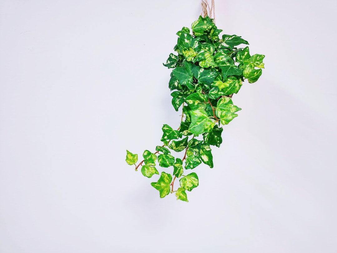 黄斑常春藤苔球│板植│室内植物│窗边植物│观叶植物 - 植栽/盆栽 - 植物．花 黄色