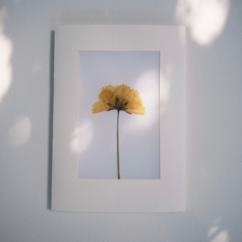 Airness 押花心意卡 - 卡片/明信片 - 纸 白色