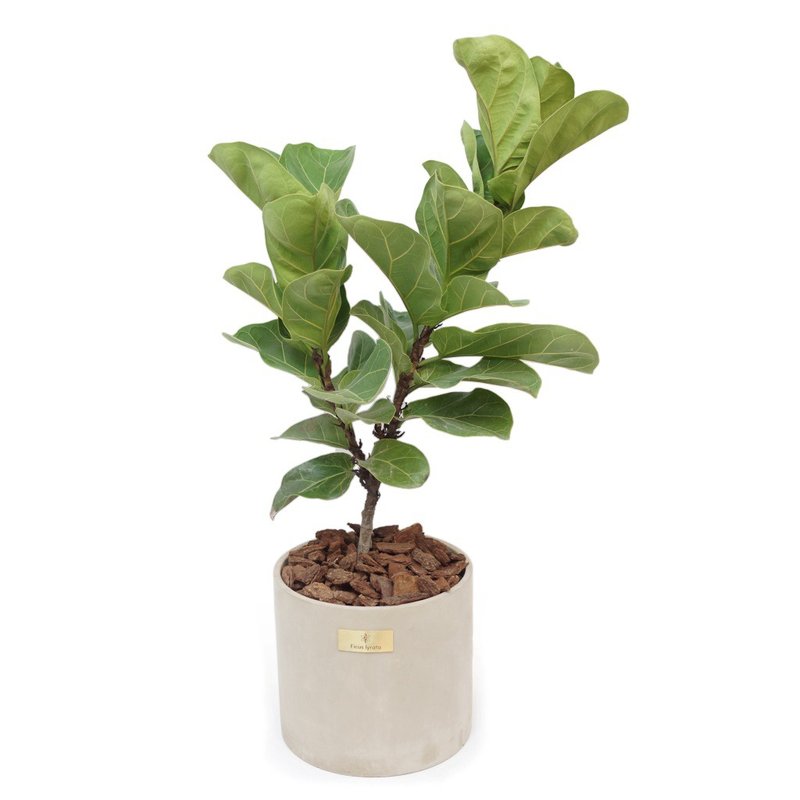 开幕贺礼、新居落成│中大型景观植栽│琴叶榕 - 植栽/盆栽 - 植物．花 